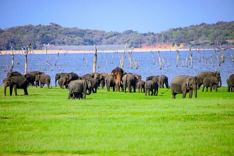 Minneriya National Park Elephant Safari