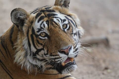 Golden Triangle Tour med Ranthambore Tiger Safari 4 dager med bil
