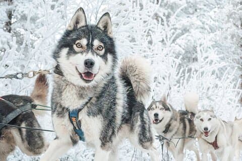 Upplev Husky Safari från Rovaniemi