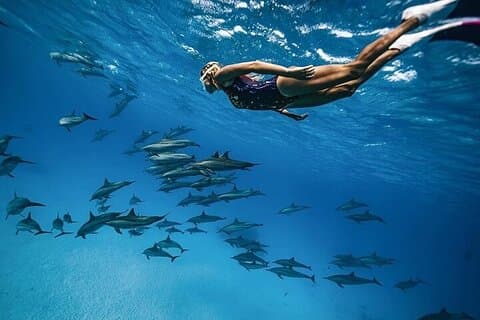 Dolphin HouseTrip & Snorkeling Excursion in Hurghada