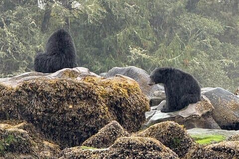 Keogh River Bear Kayaking Tour