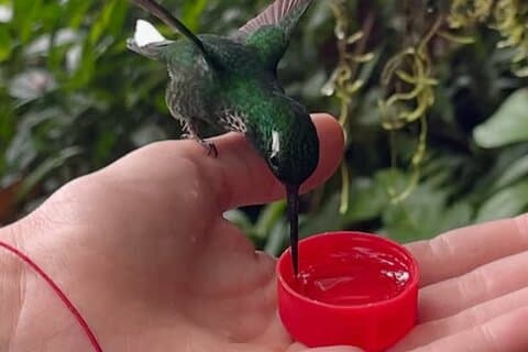 Restauranter i nærheten av Cascadas, Aves y Chocolate