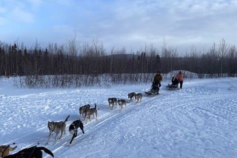 2 - Heure École élémentaire de mushing pour chiens (sans transport)
