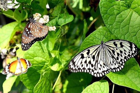 Ingresso al KL Butterfly Park con i famosi monumenti di Kuala Lumpur