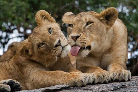 Nairobi Nationaal Park Tour - Ochtendrit