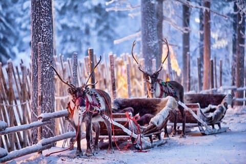 Rovaniemi: Reindeer Sleigh Ride (2,5 km) gennem snefulde landskaber