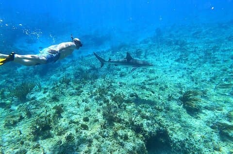 Beste 4 Snorkeleventyr i Bimini