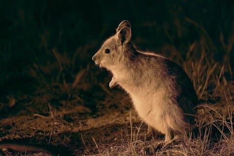 Perth Wildlife Tour Under the Stars with Dinner