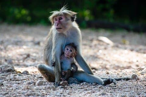 Parc national Udawalawe — Safari en jeep privé de 4 heures (ramassage)