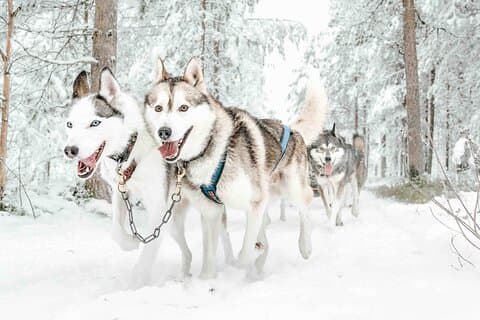 Anmeldelser af Pure Amazing Husky Mushing Experience