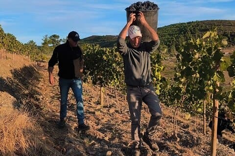 Essence: Full-Day Tour 2 Wineries and Boat Cruise