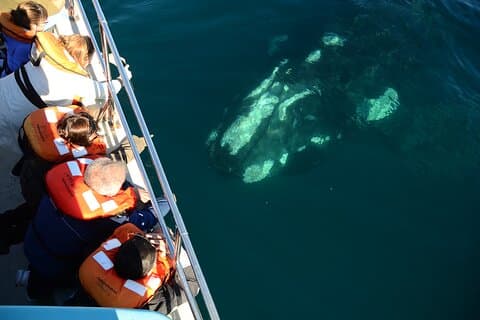 Valdes Peninsula Full Day Tour
