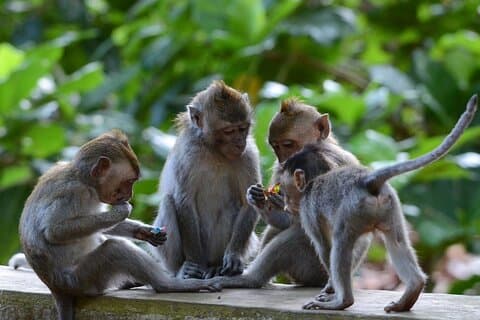Escursione a terra di Bali Benoa per il passeggero della crociera (tour privato)