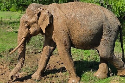 Yala National Park Half & Full Day Safari Tour By Nehansa Tours