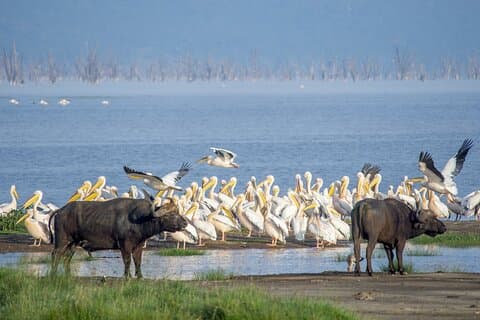 Tour condiviso di Naivasha Safari Adventure in 4WD