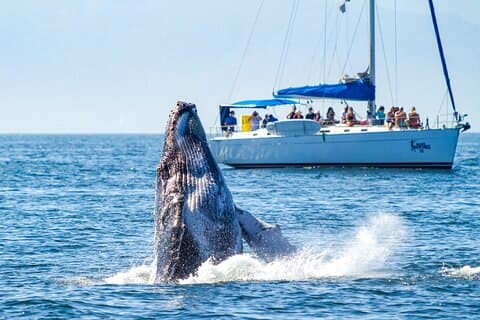 Puerto Vallarta Luxury Sailing med Premium Open bar og lunsj