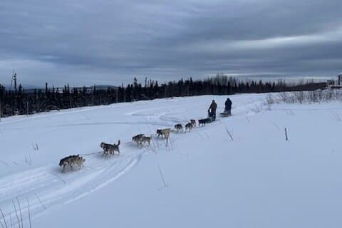 2 - Heure École élémentaire de mushing pour chiens (avec transport)