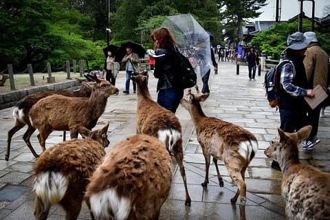 Ontmoet het hert Ontdek de Boeddha in Nara met een privéauto