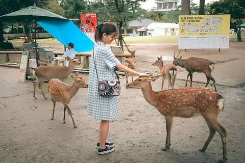 Osaka Castle to Nara Deer Park Group Day Tour by Car and Guide