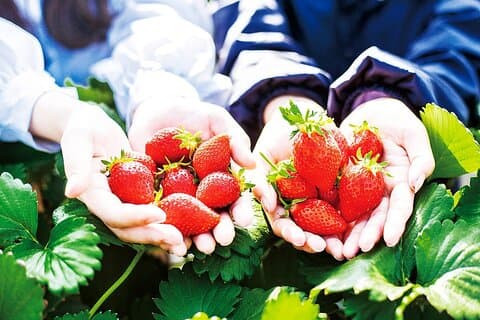 Fukiaware Falls Harada Fruit Picking and Lavande Flower Sea Trip
