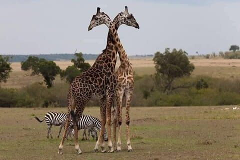 Tour por la ciudad de Nairobi y Giraffe Center