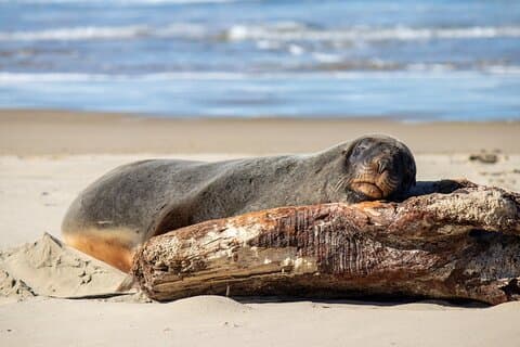 Dunedin nach Invercargill über die Catlins 1 Way Small Group Tour
