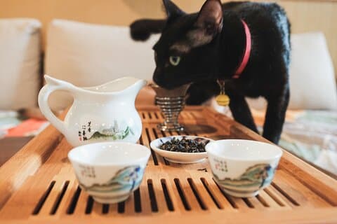 ローカルバンコクレスキューペットハウスでアフタヌーンティー