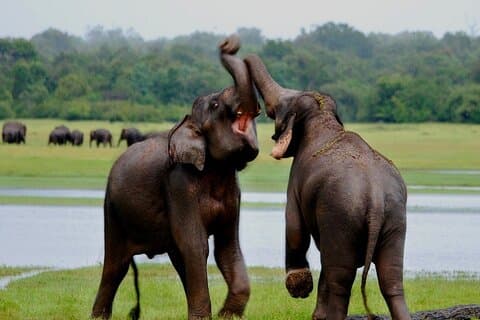 10 Days Sri Lanka Private Guided Trip with 3* Hotels HB & Car