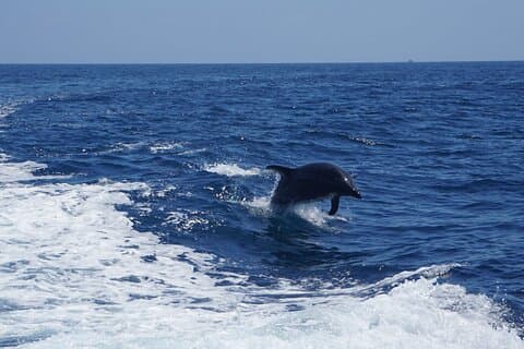 Dolphin and Sea Lion Tour of Catalina Island