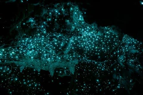 Waiomio Kawiti Glowworm Cave & Ngawha Hot Springs day tour