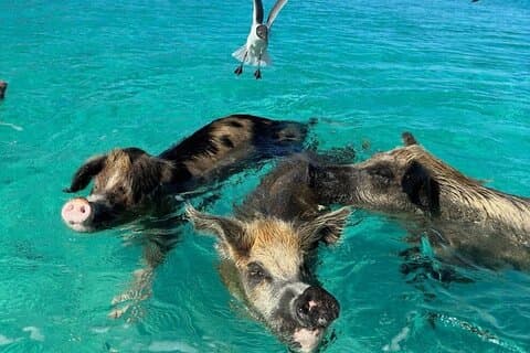 Nadar com o Safari dos Porcos nas Bahamas 2 horas