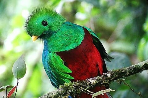 Hoteller i nærheden af Cloud Forest Birdwatching tour
