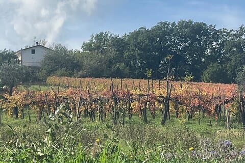 Irpinia Wine and Flavors Experience Private Tour from Salerno
