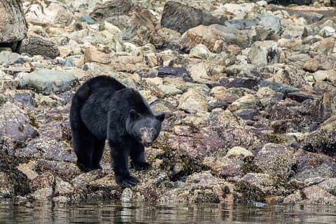 Restauranter i nærheden af Spring Bear Watching & Waterfalls Boat Tour