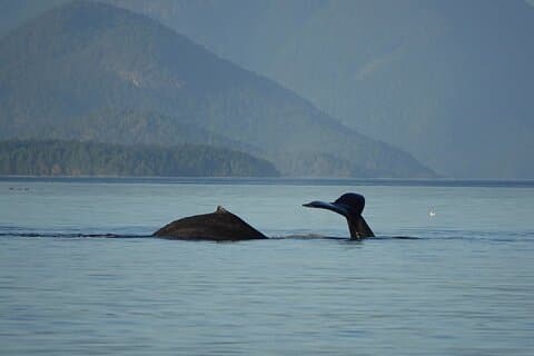 Covered Boat Whale Watching 4 - en times tur fra Campbell River