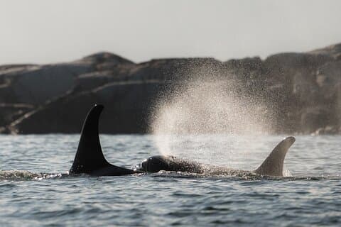 ゾディアックボートクジラと野生動物7-8-キャンベルリバーからの1時間ツアー