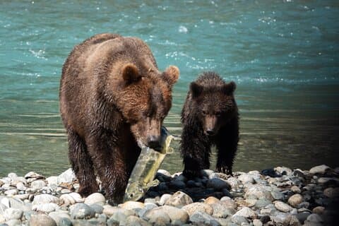 Hoteller i nærheden af Bute Inlet Grizzly-Watching Tour & Boat Ride