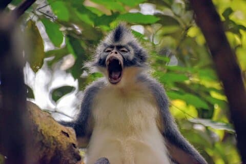 5 Days North Sumatra Adventure : Bukit Lawang & Mount Sibayak