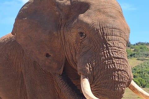 Addo Elephant Nationalpark Tagestour mit Safari und Snacks .