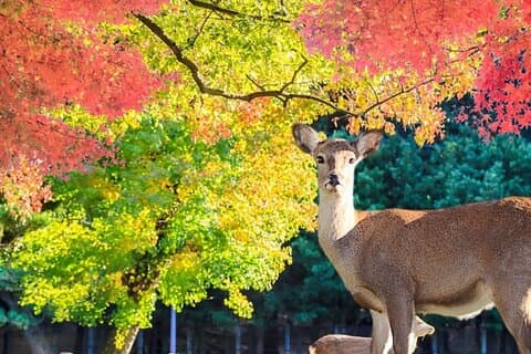 Visite privée de 7 jours de Tokyo au Japon