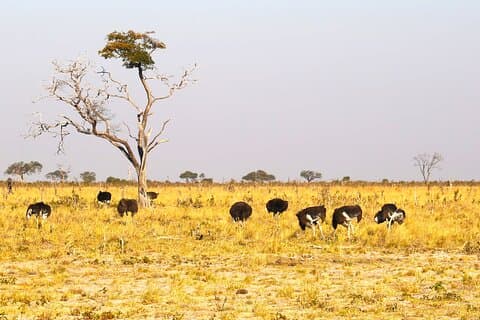 Privat guidet 9-dages tur til Afrika med måltider og indkvartering