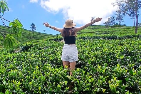 Nuwara Eliya 2 Tea Factory Tea Test &Pick 2 Watervallen Natuurdag