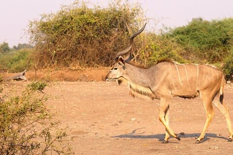 Hwange Vic Falls Okavango Safari