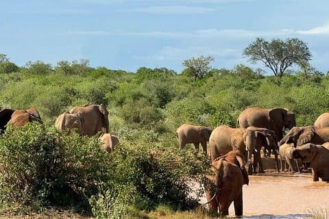 Elky 2 Tage Tsavo East und Saltlick Taita Hills
