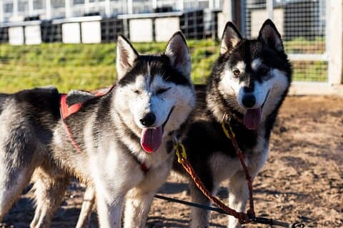 Rovaniemi: Kör ditt eget Husky Team (5 - 8 km) & grill