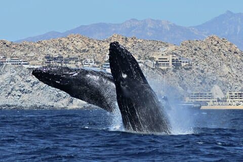 Cabo San Lucas Walbeobachtung : Hören Sie die Wale, wie Sie sie sehen