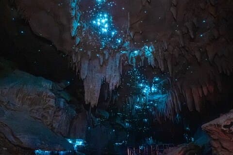 Dagtour naar Waipu Milkyway Cave en East Coast vanuit Auckland