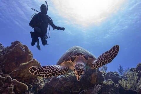 Cozumel Reef Suba Diving Adventure pour plongeurs Certifiés