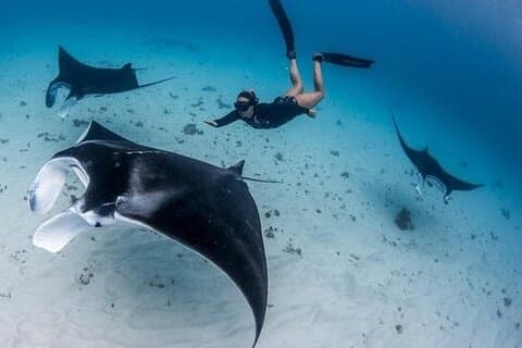 Schnorcheln am Manta Point in Penida