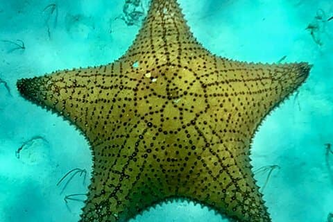 Cozumel Snorkeling Reef Experience with Ceviche and Beers